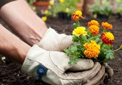 gardening