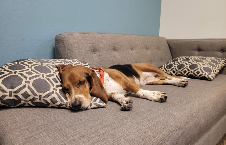 office dogs lucy jane's couch