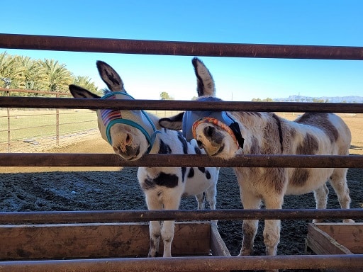 Aimee’s Farm Animal Sanctuary