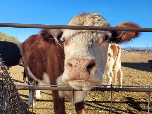 cow Aimee’s Farm Animal Sanctuary