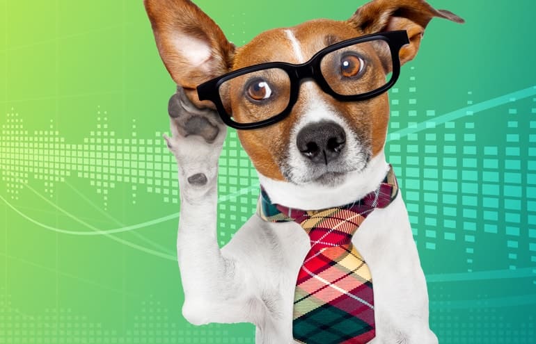 dog dressed ub a tie with tips for better listening skills for lawyers