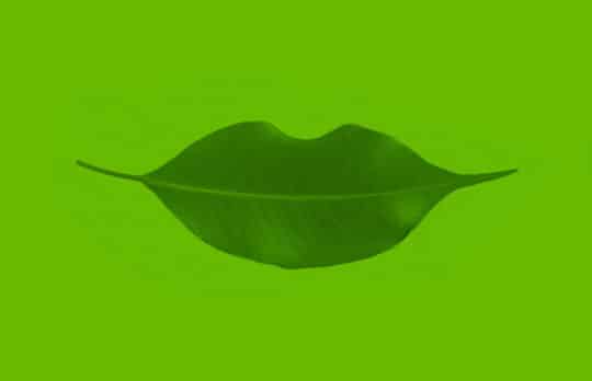 Green leaf shaped into a smile represents five ways gratitude for lawyers improves health and work