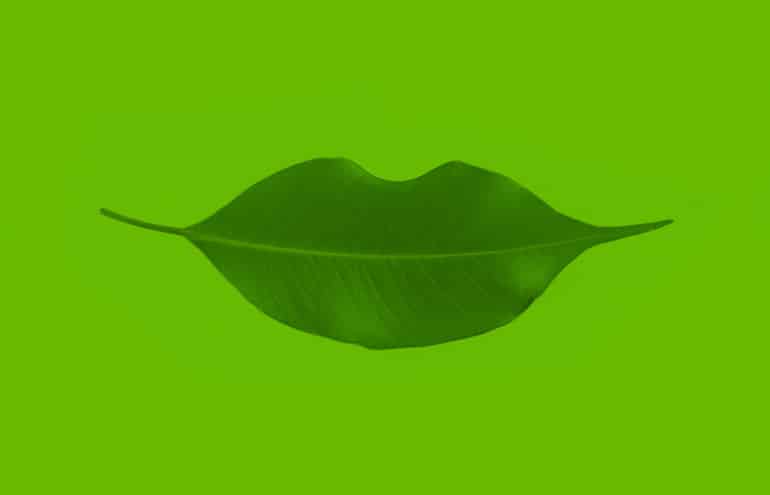 Organic green leaf shaped into a smile represents five ways gratitude for lawyers improves health and work