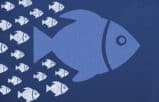 lawyer mentorship relationship with blue fish followed by small white fish mentees