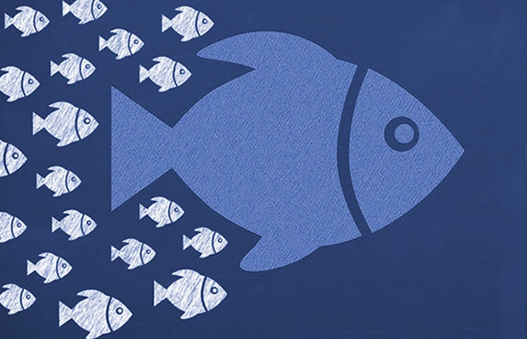 lawyer mentorship relationship with blue fish followed by small white fish mentees